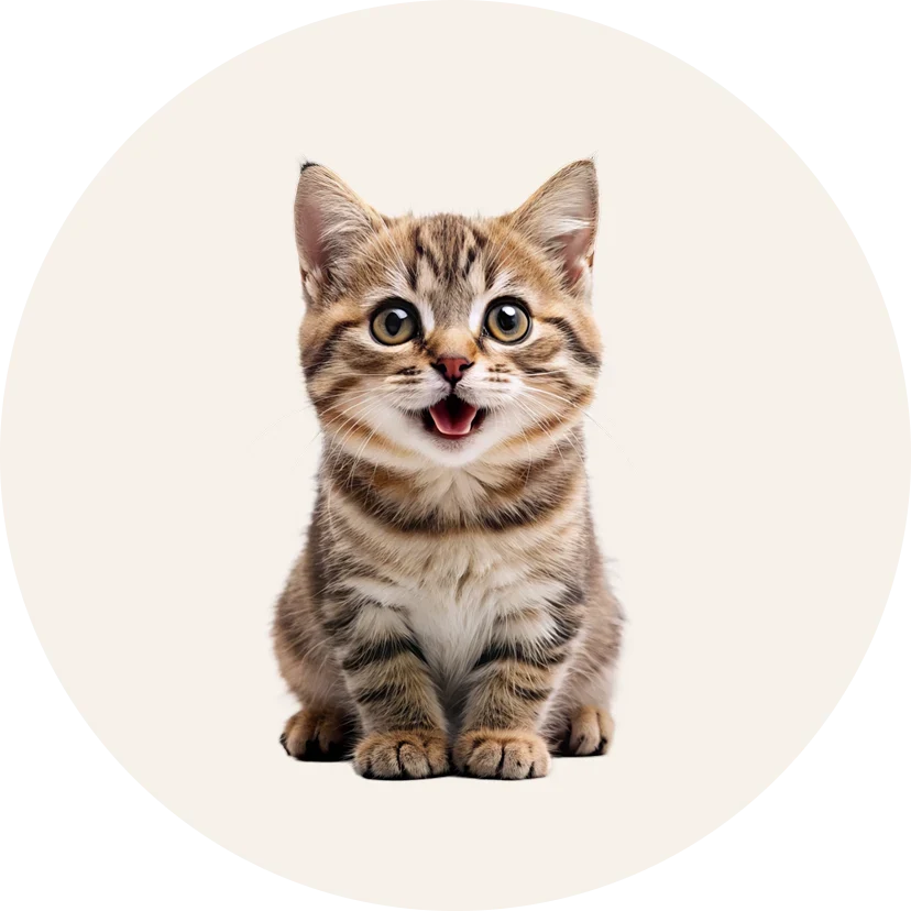 CATS